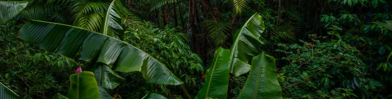 Survivor: The Psychology Behind Forming the Winning Group